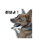 うちの犬 おはようからおやすみまで（個別スタンプ：1）