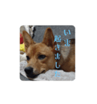 うちの犬 おはようからおやすみまで（個別スタンプ：2）