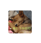 うちの犬 おはようからおやすみまで（個別スタンプ：3）