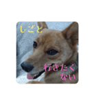 うちの犬 おはようからおやすみまで（個別スタンプ：4）
