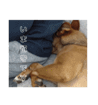 うちの犬 おはようからおやすみまで（個別スタンプ：5）
