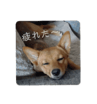 うちの犬 おはようからおやすみまで（個別スタンプ：6）