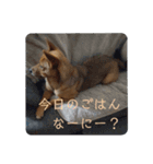 うちの犬 おはようからおやすみまで（個別スタンプ：7）