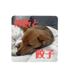 うちの犬 おはようからおやすみまで（個別スタンプ：8）