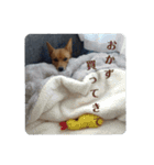 うちの犬 おはようからおやすみまで（個別スタンプ：9）