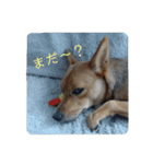 うちの犬 おはようからおやすみまで（個別スタンプ：10）