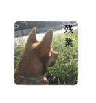うちの犬 おはようからおやすみまで（個別スタンプ：11）