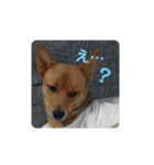 うちの犬 おはようからおやすみまで（個別スタンプ：12）