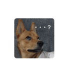 うちの犬 おはようからおやすみまで（個別スタンプ：13）