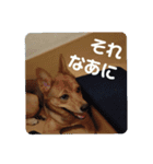 うちの犬 おはようからおやすみまで（個別スタンプ：14）