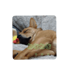 うちの犬 おはようからおやすみまで（個別スタンプ：15）