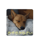 うちの犬 おはようからおやすみまで（個別スタンプ：16）