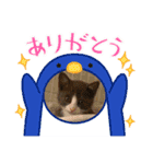 ハチワレたけしくん（個別スタンプ：4）