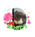 ハチワレたけしくん（個別スタンプ：5）