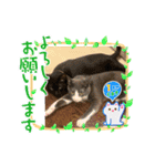 ハチワレたけしくん（個別スタンプ：6）