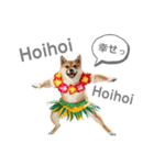 フラダンサー柴犬太（個別スタンプ：1）