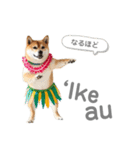 フラダンサー柴犬太（個別スタンプ：3）