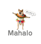フラダンサー柴犬太（個別スタンプ：6）