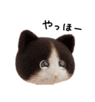 ネコねこ②（個別スタンプ：14）
