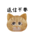 ネコねこ②（個別スタンプ：19）