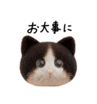 ネコねこ②（個別スタンプ：24）