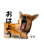 えひめ保護犬猫応援部 すずちゃん（個別スタンプ：1）