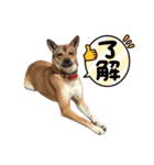 えひめ保護犬猫応援部 すずちゃん（個別スタンプ：4）