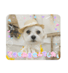 もちぼくスタンプ（個別スタンプ：40）