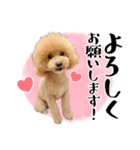 かわいいトイプードルのLINEスタンプ（個別スタンプ：2）