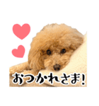 かわいいトイプードルのLINEスタンプ（個別スタンプ：11）