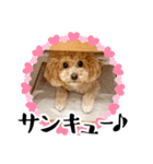 かわいいトイプードルのLINEスタンプ（個別スタンプ：12）