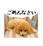 かわいいトイプードルのLINEスタンプ（個別スタンプ：14）