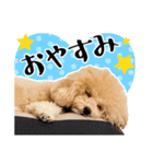 かわいいトイプードルのLINEスタンプ（個別スタンプ：21）