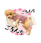 かわいいトイプードルのLINEスタンプ（個別スタンプ：22）