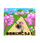 お酒とネコ好きな日常会話26春の感じver.（個別スタンプ：2）