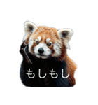 ハイセンスなレッサーパンダさん（個別スタンプ：1）