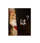 NUKOstamp shinpachi  ヌコしんぱち（個別スタンプ：2）
