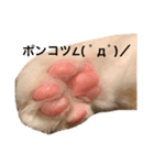 NUKOstamp shinpachi  ヌコしんぱち（個別スタンプ：5）