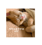 NUKOstamp shinpachi  ヌコしんぱち（個別スタンプ：7）