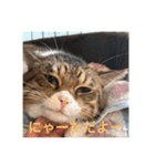 わかるかにゃ（個別スタンプ：36）