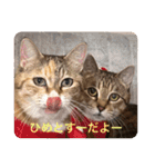 わかるかにゃ（個別スタンプ：39）