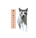 ちーさんとやまさん③（個別スタンプ：1）