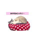 ちーさんとやまさん③（個別スタンプ：6）