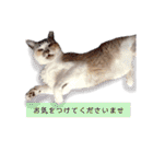 ちーさんとやまさん③（個別スタンプ：19）
