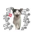 竹内家のニャンズ（個別スタンプ：3）