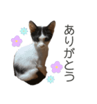 竹内家のニャンズ（個別スタンプ：4）