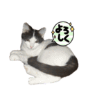 竹内家のニャンズ（個別スタンプ：5）