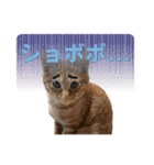 竹内家のニャンズ（個別スタンプ：13）