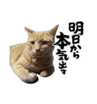 竹内家のニャンズ（個別スタンプ：19）