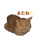 竹内家のニャンズ（個別スタンプ：20）